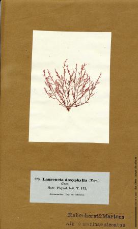 Chondria dasyphylla 78.jpg